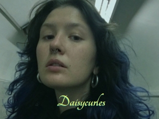 Daisycurles