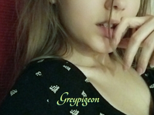 Greypigeon