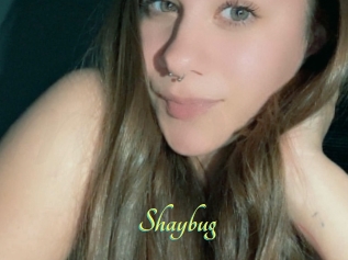 Shaybug