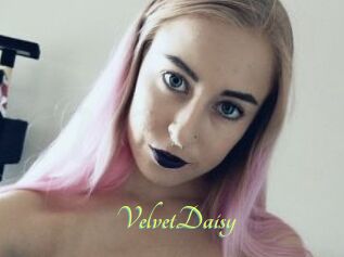 VelvetDaisy